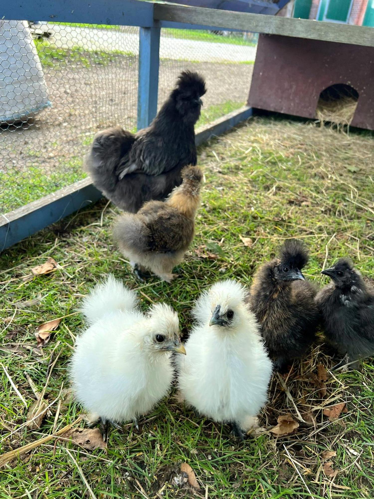 Appartamento "Pappelhof - Whg 4" Grömitz Esterno foto